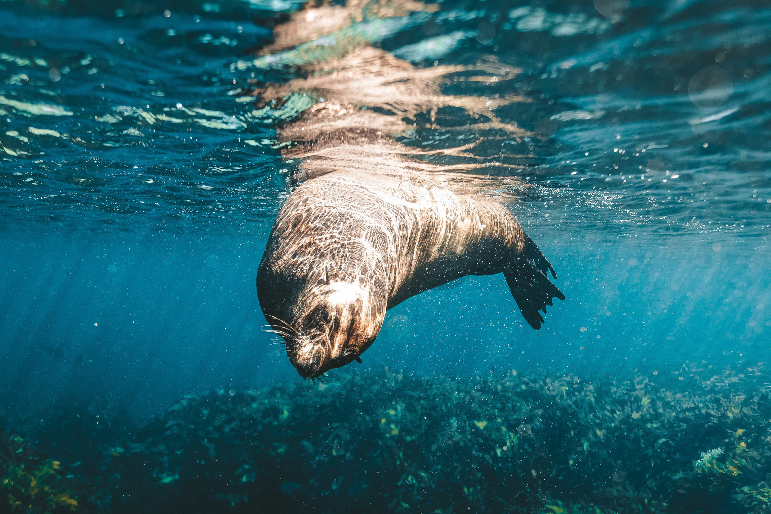 Seal swimming in ocean