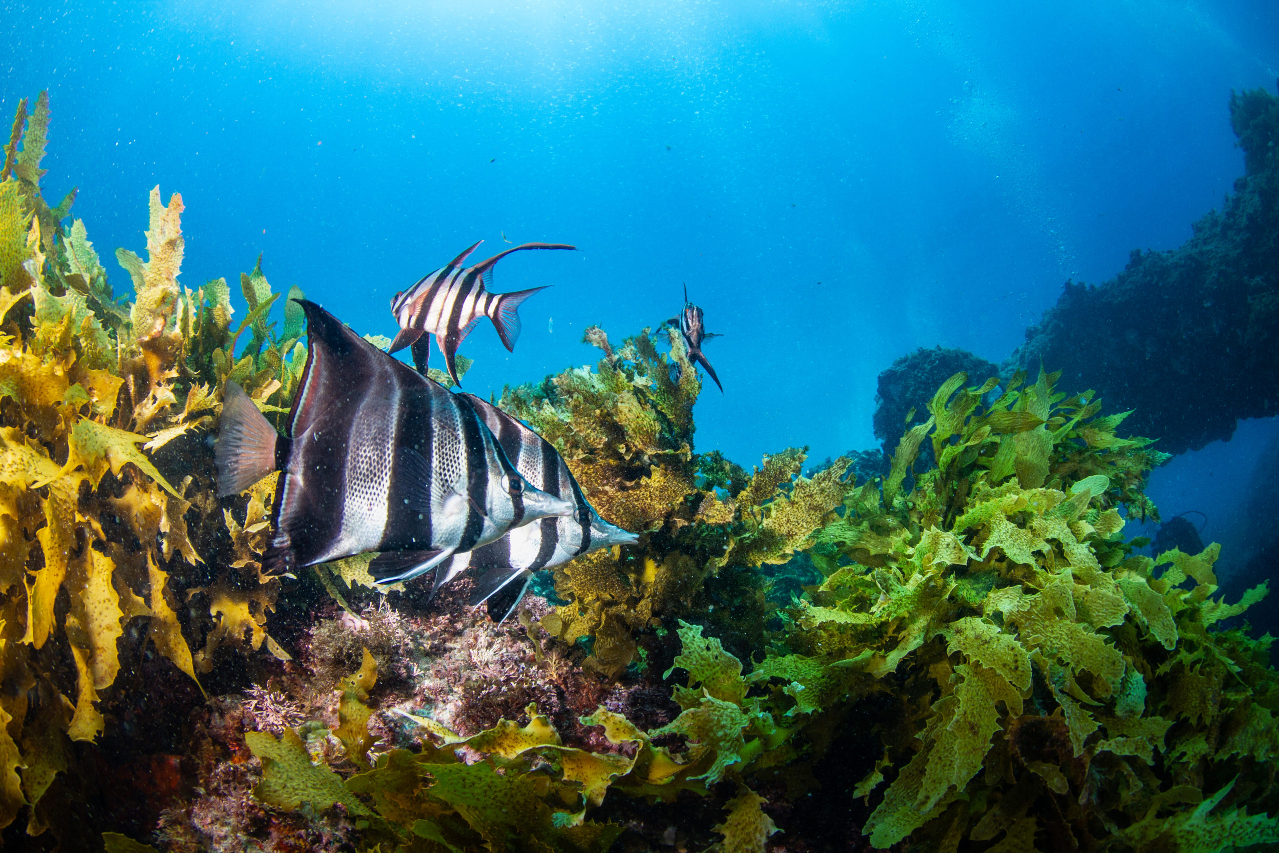 A group black and white fish cruise the bottom of the ocean surrounded by seagrass.