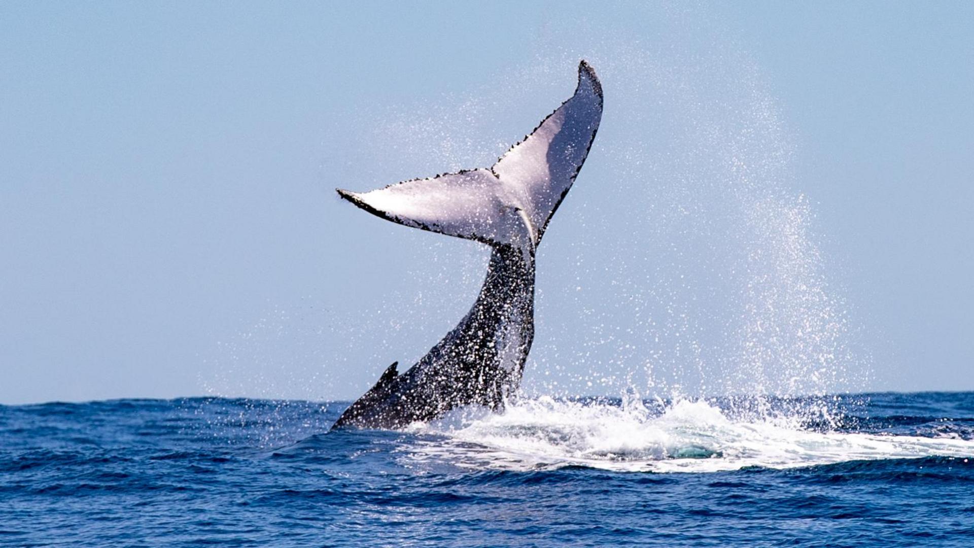 A humpback whale bursts out of the ocean in a powerful breach, water spraying around its body.