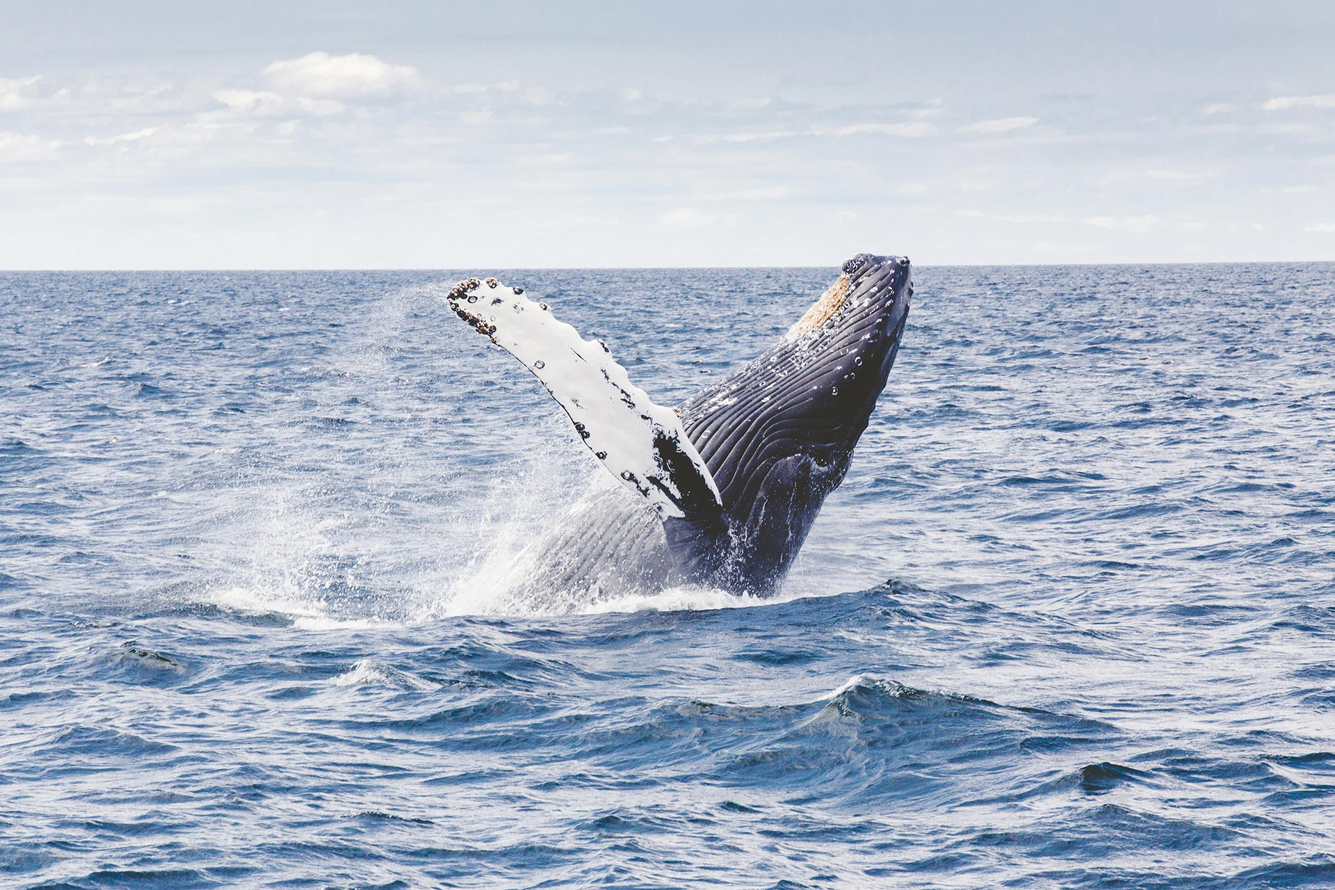 A whale rises in a powerful breach, water spraying around its body.