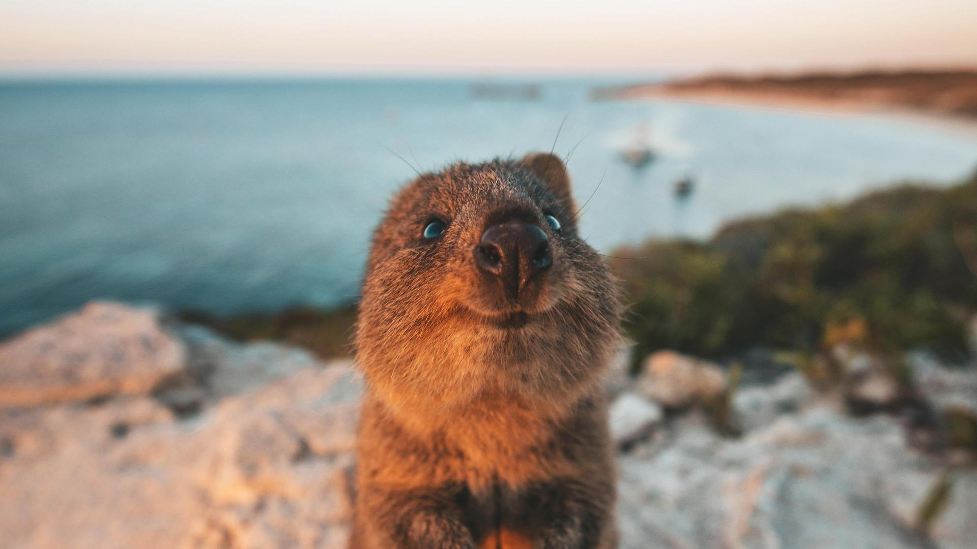 A cute little quokka smiles at the camera perched on a rock ledge with the ocean in the background at golden hour.