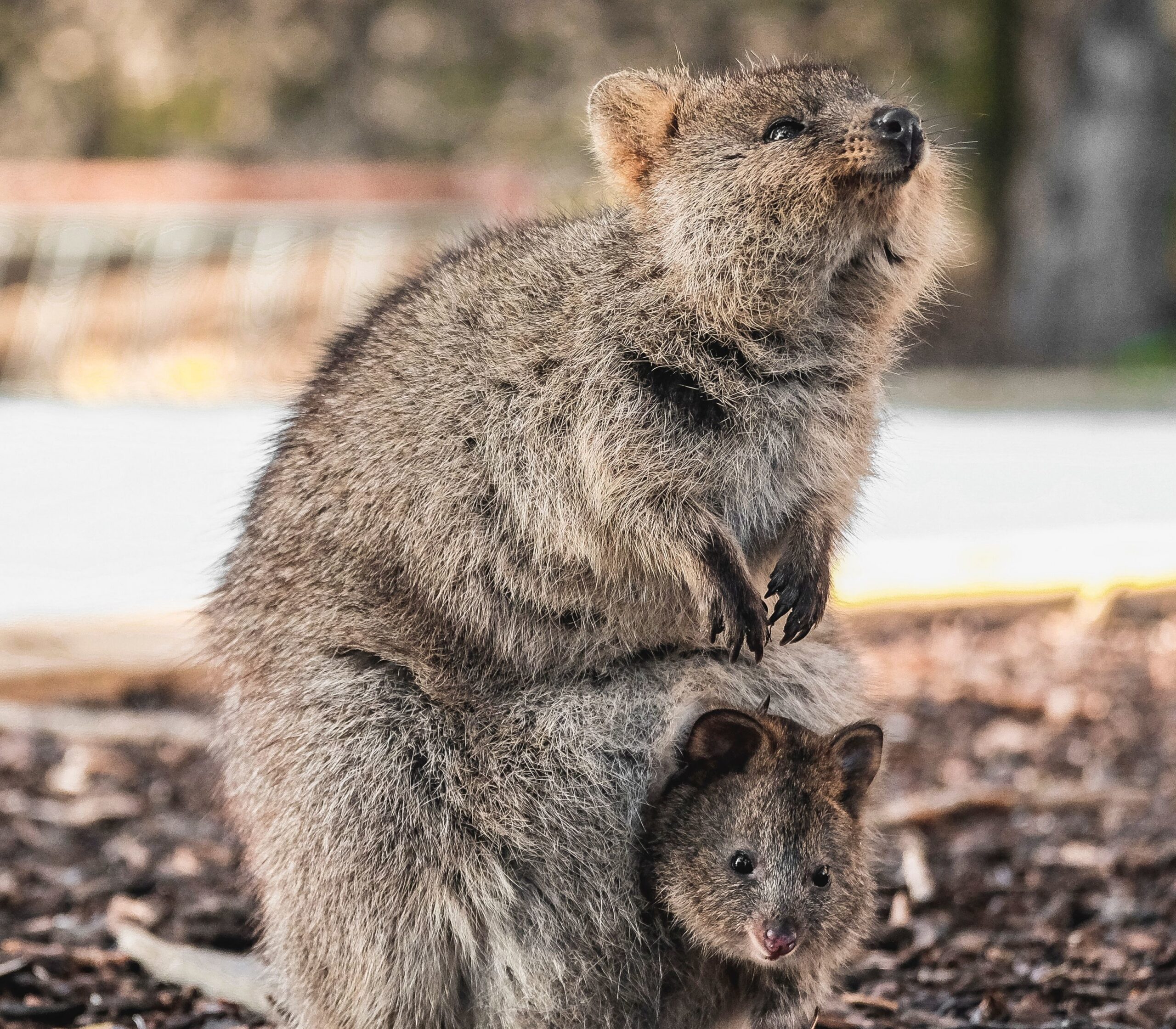 A quokka stands on the ground holding a large green leaf, with a baby quokka peeking out from its pouch.