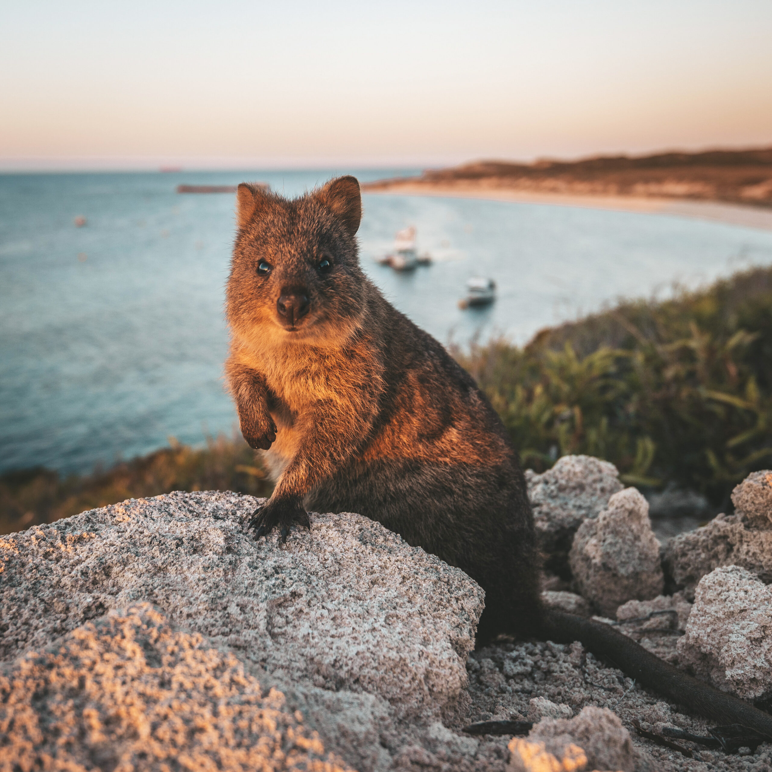A small quokka stands on coastal rocks at sunset, with calm blue water, anchored boats, and a distant shoreline in the background.